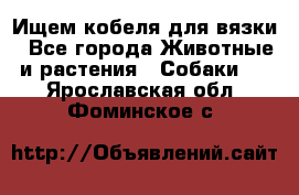 Ищем кобеля для вязки - Все города Животные и растения » Собаки   . Ярославская обл.,Фоминское с.